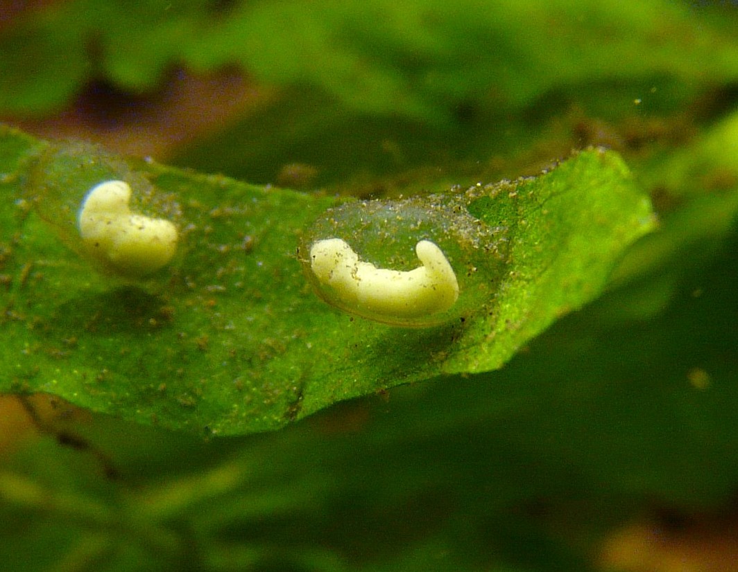 I Terracquari del Centro di Entomologia - Piombino (LI)